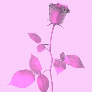 분홍 장미